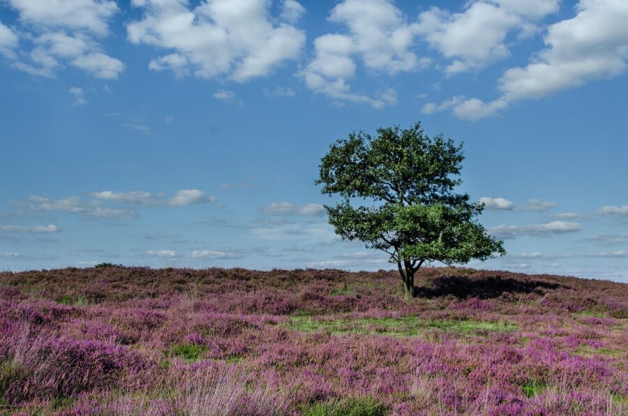 tree, heather, moorland