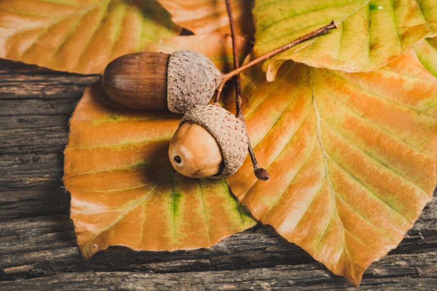 acorns, leaves, foliage