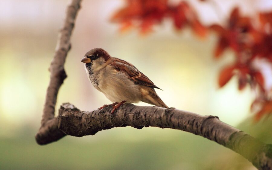 bird, sparrow, branch