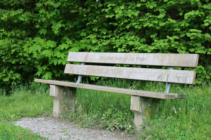 a wooden bench sitting next to a lush green forest