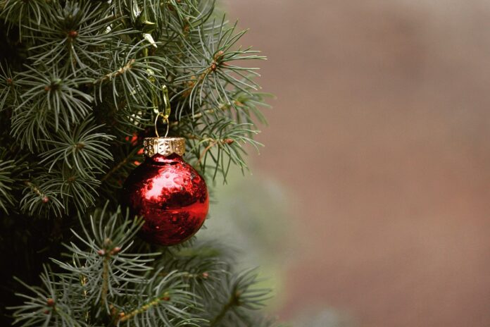 christmas, tree, fir tree