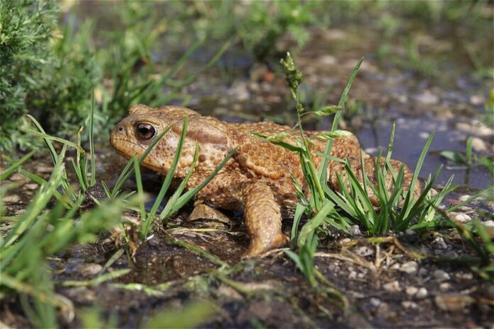 common toad, nature, amphibian